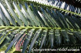 Image result for Encephalartos chimanimaniensis