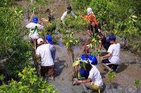 To find out if these plants are perennial in your region/zone, click here. Samutsakorn Thailand 16 September Volunteers Join Together Stock Photo Picture And Royalty Free Image Image 33737443