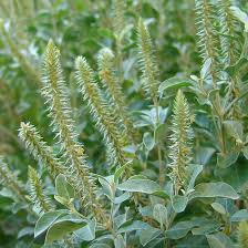 Image result for Achyranthes