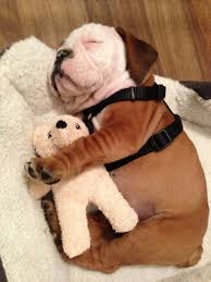 20 Puppies Cuddling With Their Stuffed Animals During Nap Time Puppy Cuddles Cute Animals Puppies