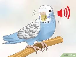 There are, however, some visual and behavioral indicators that can help you out. How To Know If A Parakeet Is Right For You 13 Steps