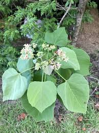 Image result for Melochia melissifolia