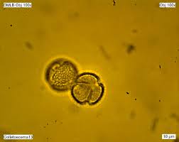 Image result for Colletoecema