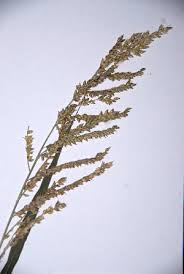 Image result for Echinochloa pyramidalis