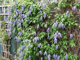 Check spelling or type a new query. Clematis Alpina Alpine Clematis Clematis Plants Clematis Varieties Plants