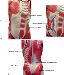 Result of the fusion of the 3 bones: 3 A The Anterior Abdomen And Core Muscles B The Posterior Aspect Download Scientific Diagram