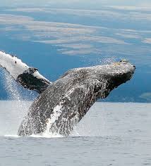 Kona Aggressor II Liveaboard: Where the ...