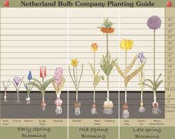 Bulb Planting Depth Chart Planting Bulbs Garden Bulbs