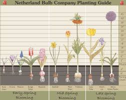 bulb planting depth chart planting bulbs garden bulbs