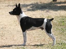 They are a high energy lovable designer dog that will bond with their owner for life. Are Rat Terriers Breed From Chihuahuas Quora