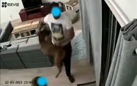 R80 to r120 per hour. Pet Sitters Charged For Allegedly Abusing Puppy In Viral Video News24