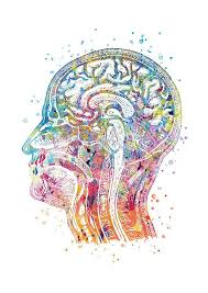 Human Head Watercolor Brain Medical Art Doctor Decoration Gift Surgeon Neurosurgeon Poster Anatomy Illustration Design 366 Tete Humaine Art Illustration