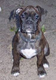 He is akc reg with limited breeding rights unless otherwise discussed. Boxer Dog Breed Pictures 9
