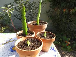 Cactuses with big roots 4. Propagating Dragon Fruit From Cuttings Gardenerd