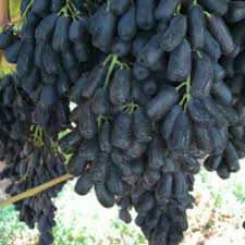 Jual bibit tanaman buah mangga falan 60cm di lapak. Anggur Tanpa Biji Anggur Seedless Impor Australia Moondrop Adora Shopee Indonesia