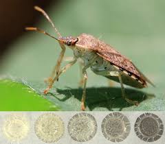 Laying Eggs of Just the Right Hue