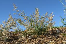 Image result for Eragrostis cilianensis