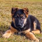German Shepherd Dogs and Puppies for sale in the UK ...