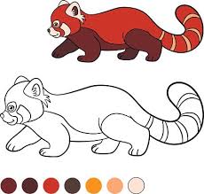 Cute red panda coloring page. Coloring Page Red Little Cute Red Panda Vector Images