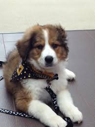 Maybe you would like to learn more about one of these? Great Bernese Puppy Great Pyrenees And Bernese Mountain Dog Mix 12 Weeks Old Bernese Mountain Dog Mix Beautiful Dogs Cute Dog Mixes