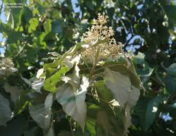 Image result for Aleurites