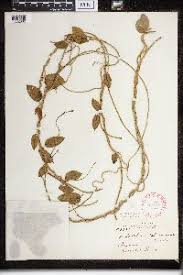 Image result for Cynanchum orangeanum