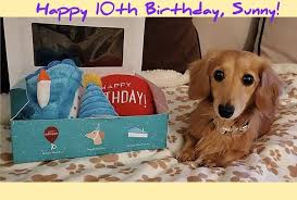 Check spelling or type a new query. Just 22 Great Gifts For Your Dog You Can Get On Amazon