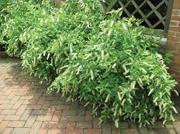 Image result for Itea