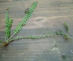 Image result for Asplenium sandersonii