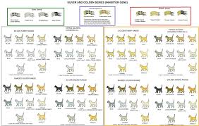 Colour And Coat Genetics In Cats Cats From Your Wildest Dreams
