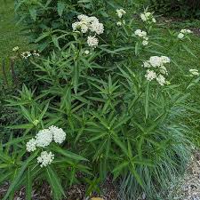 Image result for Asclepias