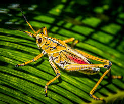 We did not find results for: Eastern Lubber Grasshopper Romalea Guttata The Lazy Naturalist Sarasota Florida