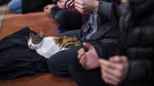 Evde Kedi Beslemek Gunah Mi Ajanimo