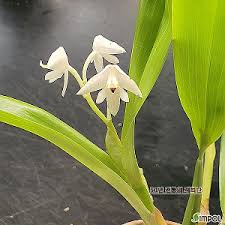 Image result for Polystachya fallax