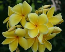 Pin On Plumeria Flowers