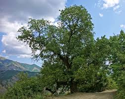 Image result for Morus