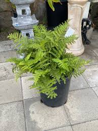 Image result for Rumohra adiantiformis