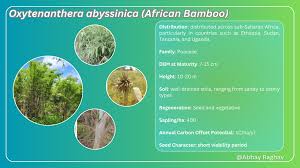 Image result for Oxytenanthera abyssinica