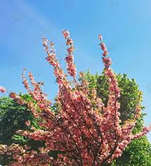 Raccolte di nadia stevanato • ultimo aggiornamento: Bellissimo Albero Fiorito In Primavera A Parigi Fiori Rosa E Foto D Archivio Crushpixel