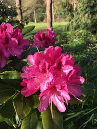 Rhododendron Cosmopolitan Pres De La Butte Aux Camelias