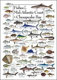 fishes of the mid atlantic coast chesapeake bay fish