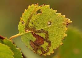 Image result for Stigmella continuella