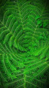 Wallpaper logo dc hijau iphone : Terbaru 10 Wallpaper Daun Hijau Hd Richa Wallpaper