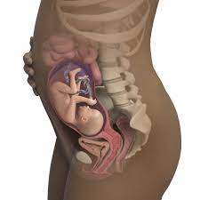 Baby development in the 26th week of pregnancy. 26 Weeks Pregnant Symptoms Signs Babycenter