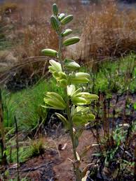 Image result for Albuca abyssinica