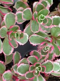 Pin On Flowers In My Garden