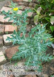 Image result for Argemone mexicana