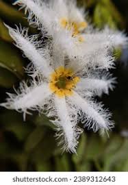 Image result for Menyanthaceae