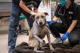 Rescue pup finds love and new home