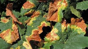 Image result for Pseudopeziza tracheiphila